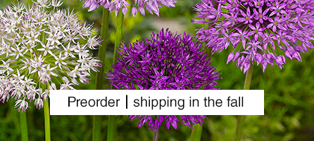 Allium