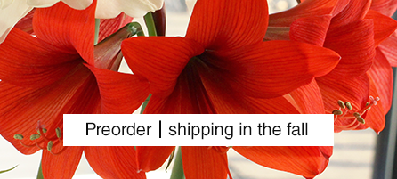 Amaryllis Bulbs - Non-Waxed