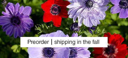 Anemones - Preorder - Shipping in the fall