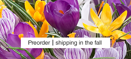 Crocus