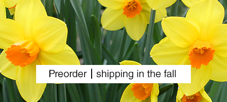 Daffodils