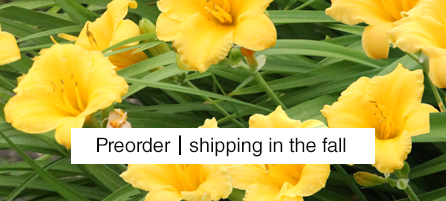 Daylilies - Preorder - Shipping in the fall