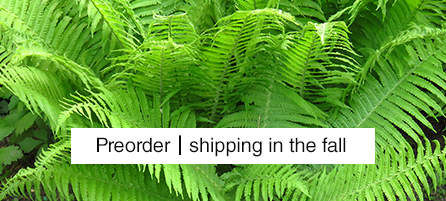 Ferns - Preorder - Shipping in the fall