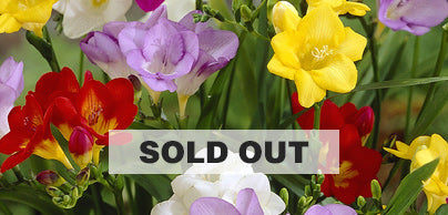 Freesia - Preorder - Shipping in the Spring