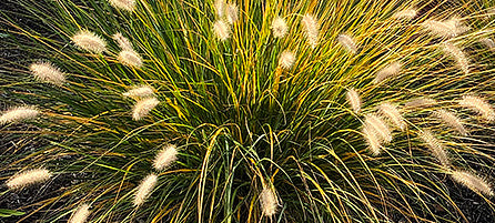 Grasses