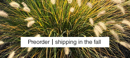 Grasses - Preorder - Shipping in the fall