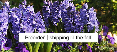 Hyacinths