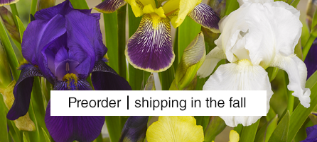 Bearded Iris - Preorder - Shipping in the fall