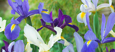 Dutch Iris