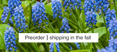 Muscari