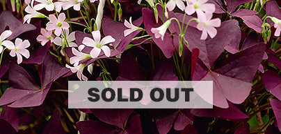 Oxalis - Preorder - Shipping in the Spring