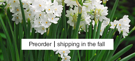 Paperwhites