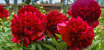 Peonies