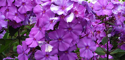 Phlox - Preorder - Shipping in the Spring