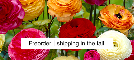 Ranunculus - Preorder - Shipping in the fall