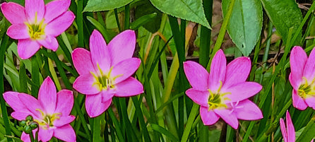 Spring Specialty Bulbs
