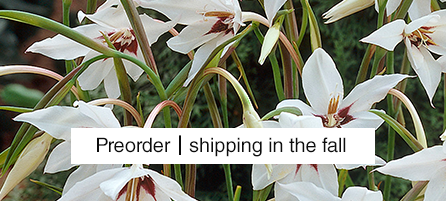 Specialty Bulbs - Preorder - Shipping in the fall