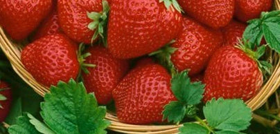 Strawberries - Preorder - Shipping in the Spring