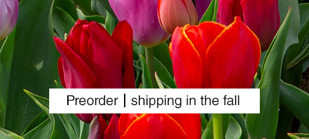 Darwin Hybrid Tulips