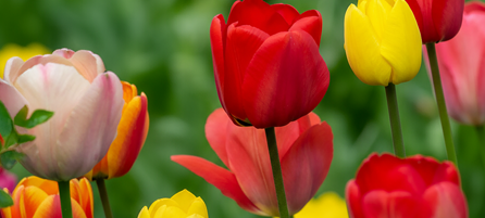 Darwin Hybrid Tulips