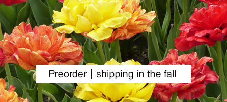 Double Late Tulips