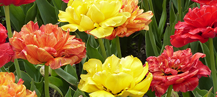 Double Late Tulips