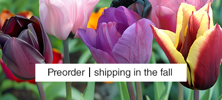 Triumph Tulips
