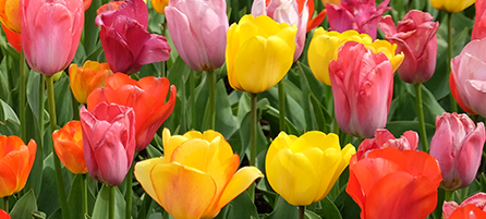 Triumph Tulips