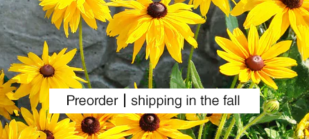 Wildflowers - Preorder - Shipping in the fall
