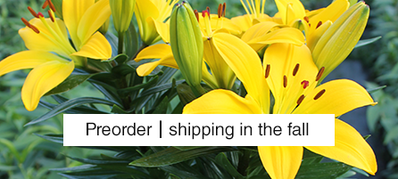 Lilies - Preorder - shipping in the fall