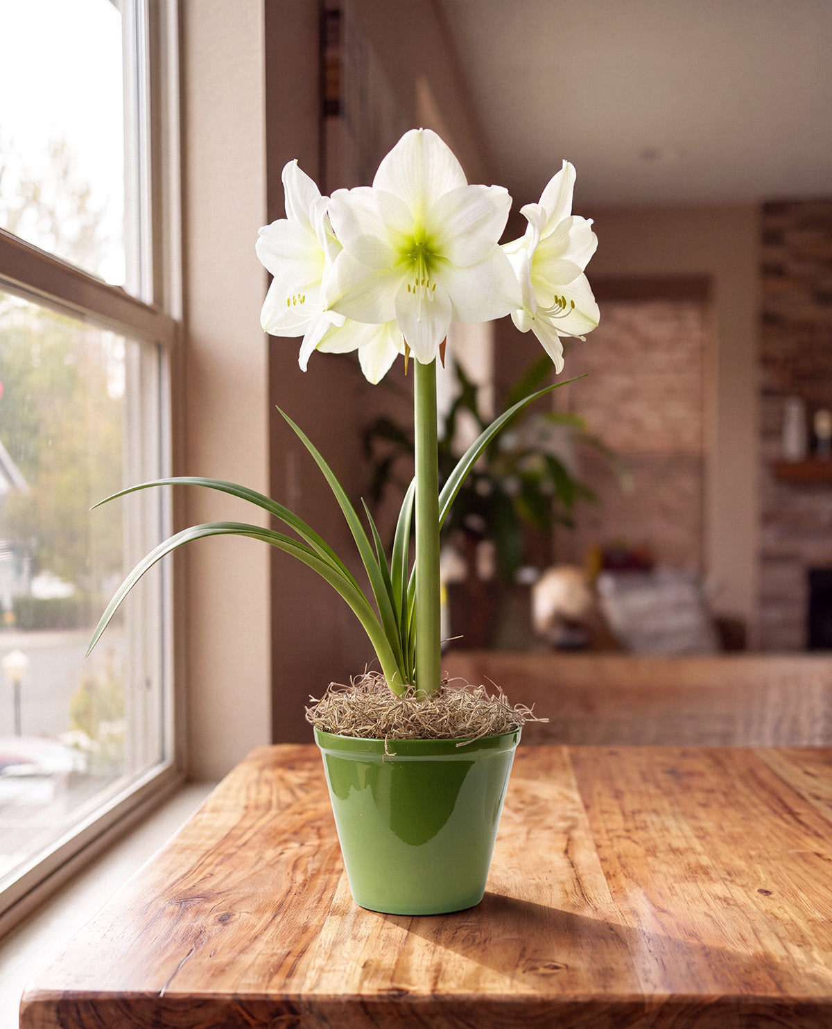 White Amaryllis in Green Pot