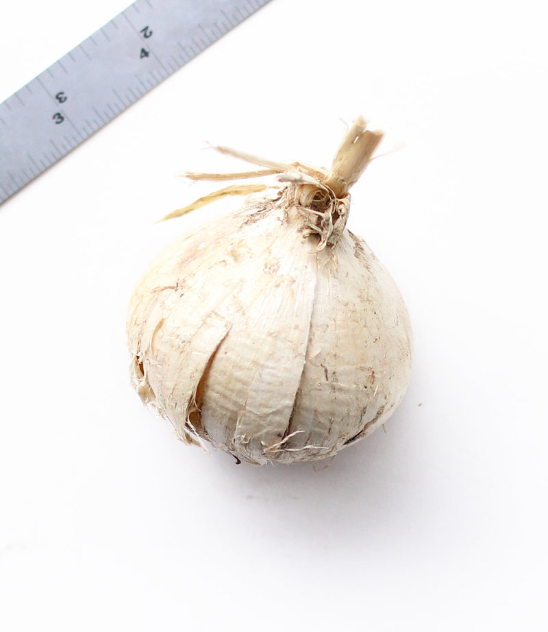 Pinball Wizard Allium - 1 bulb