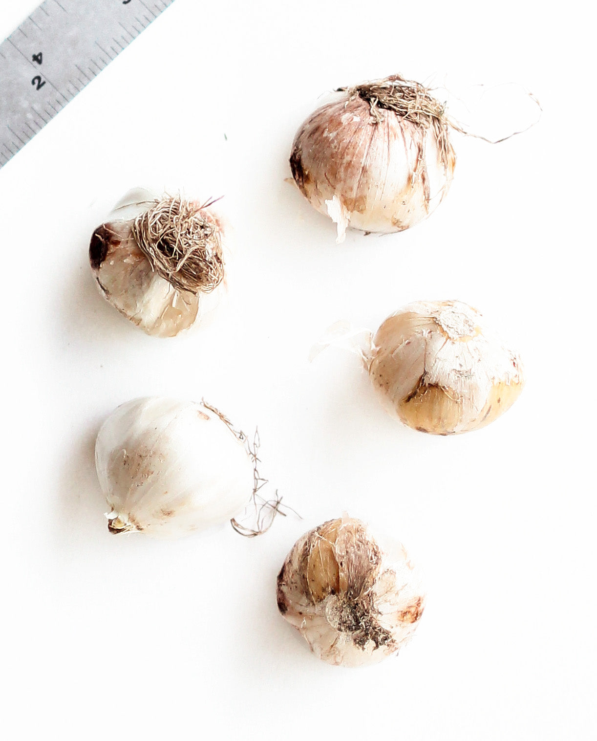 Five whole bulbs with dried roots scattered on a white surface, with a metal ruler visible in the top-left corner for scale.