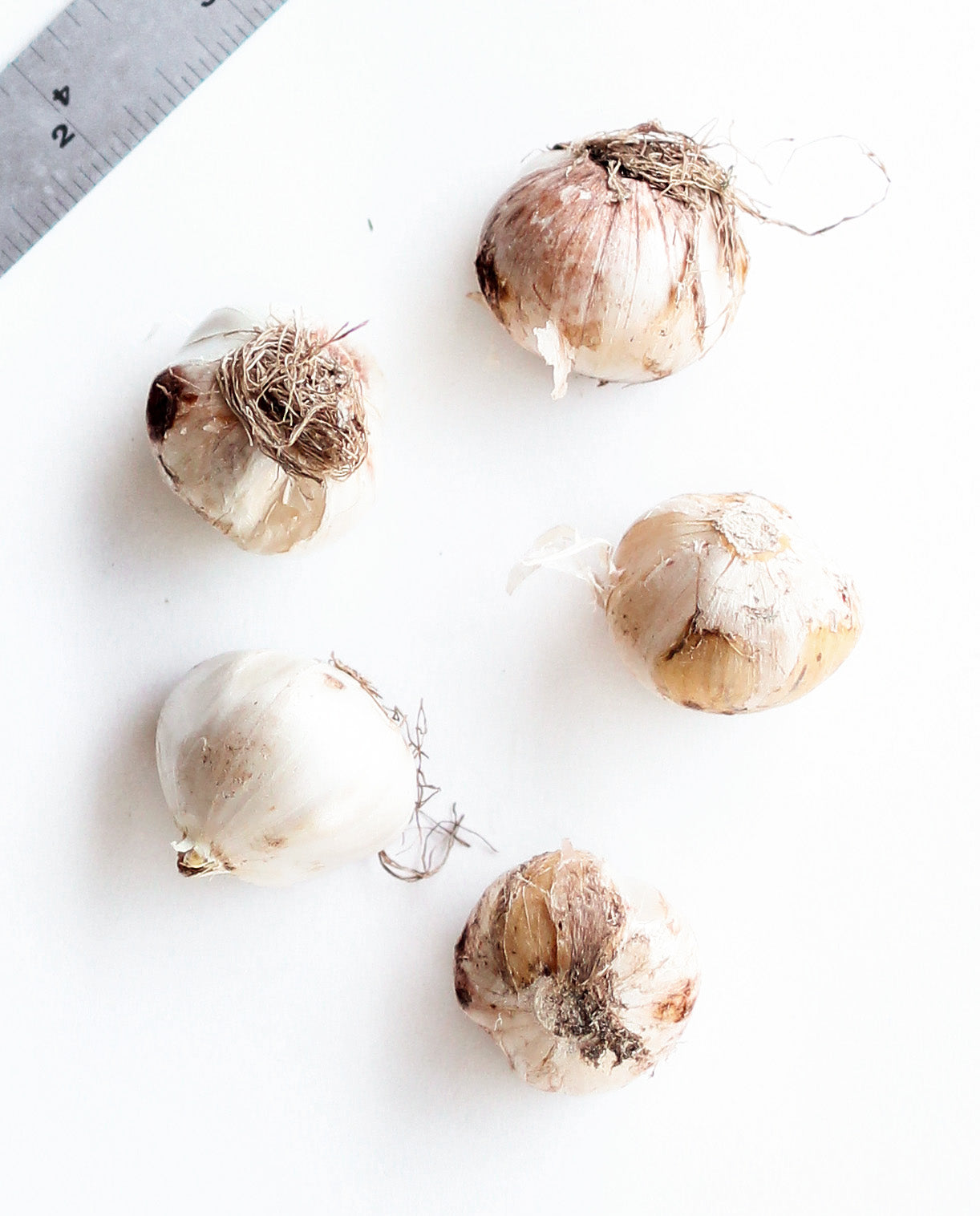 Giant Allium Purple Sensation - 5 bulbs