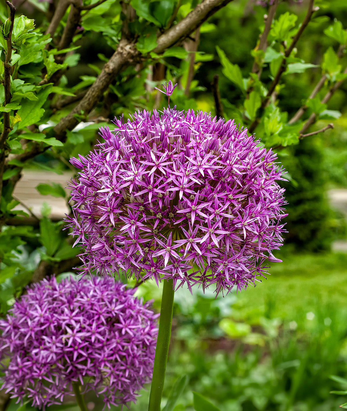 Ambassador Allium - 1 bulb