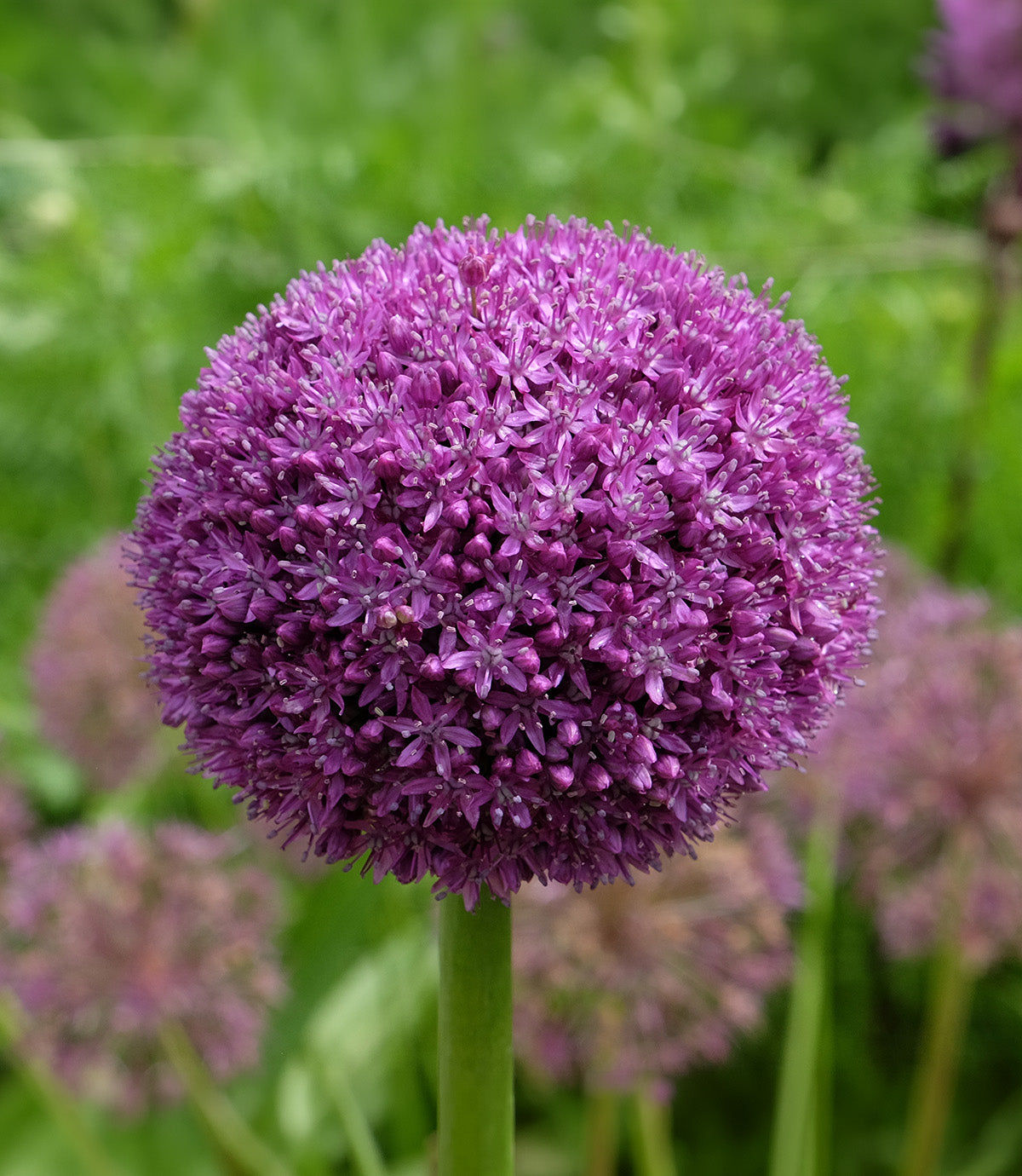 Ambassador Allium - 1 bulb
