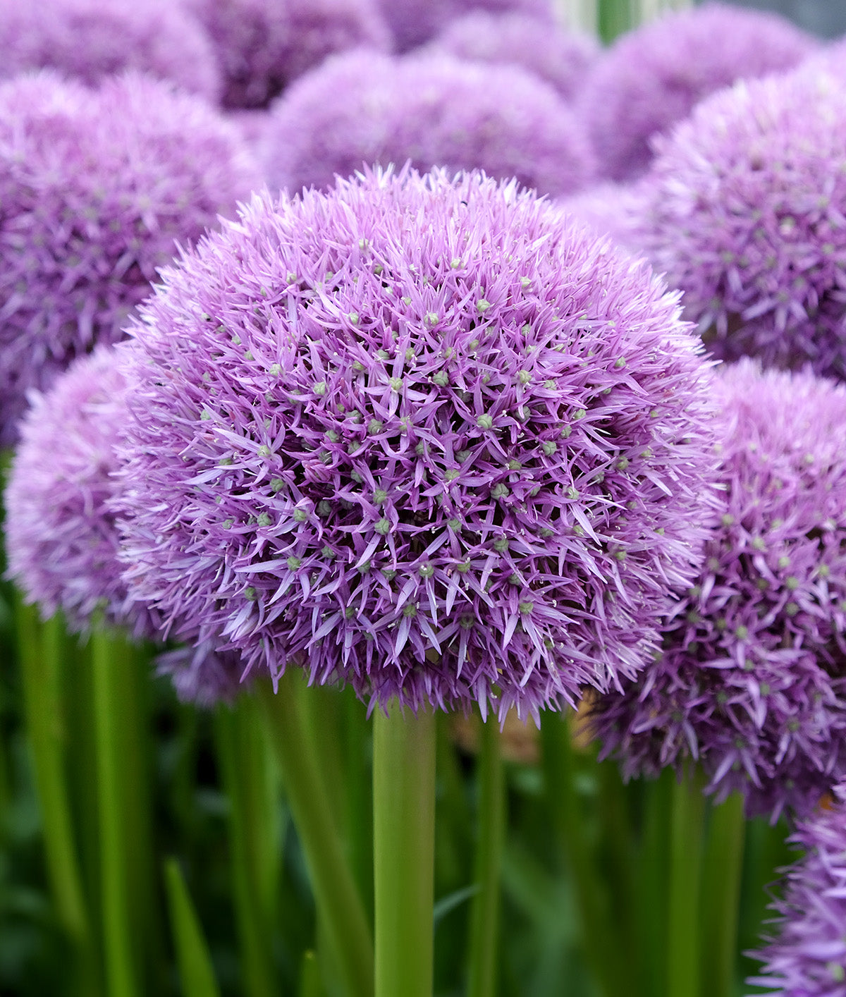Pinball Wizard Allium - 1 bulb