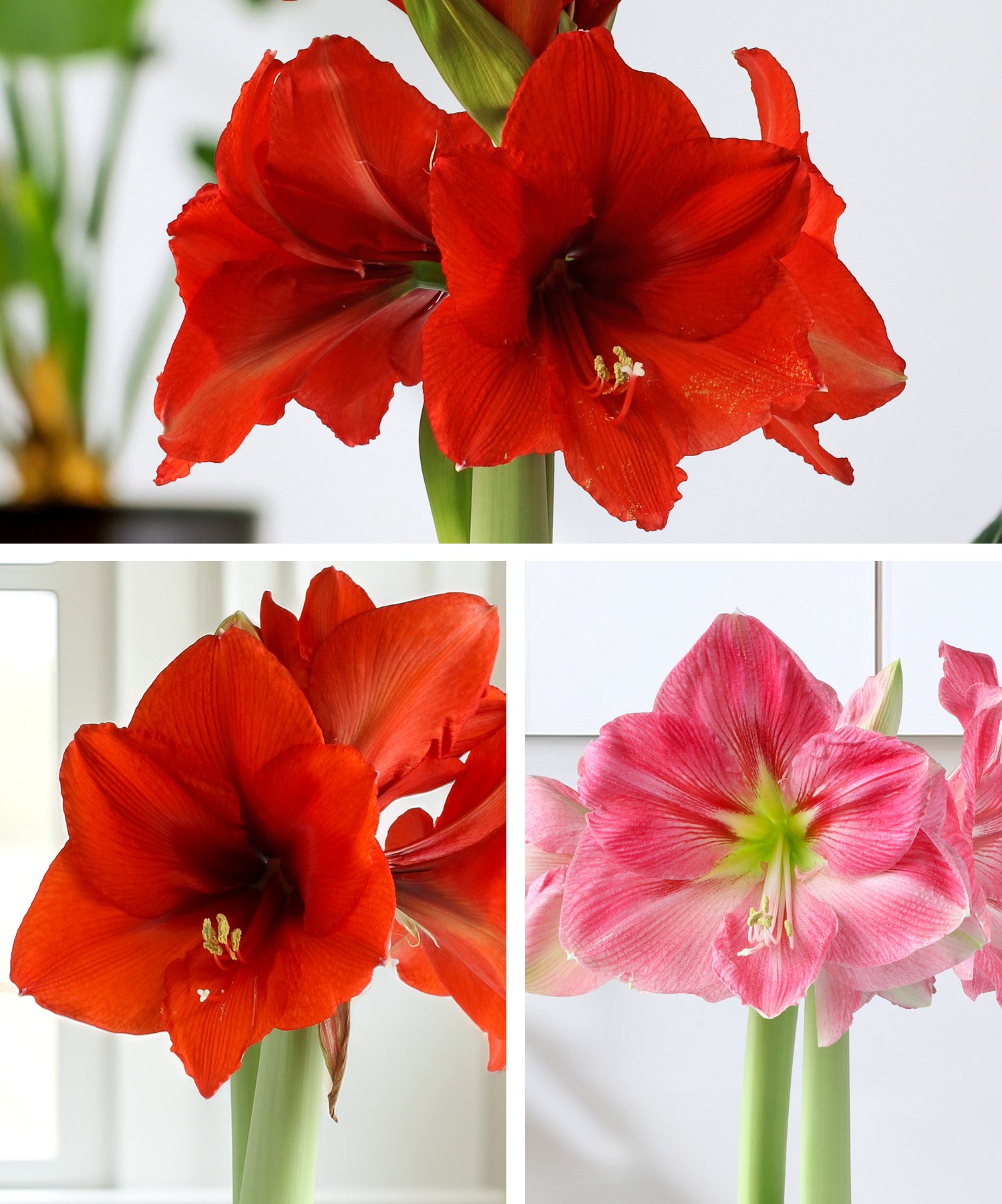 Amaryllis 3-Pack: Pink/Red/Red