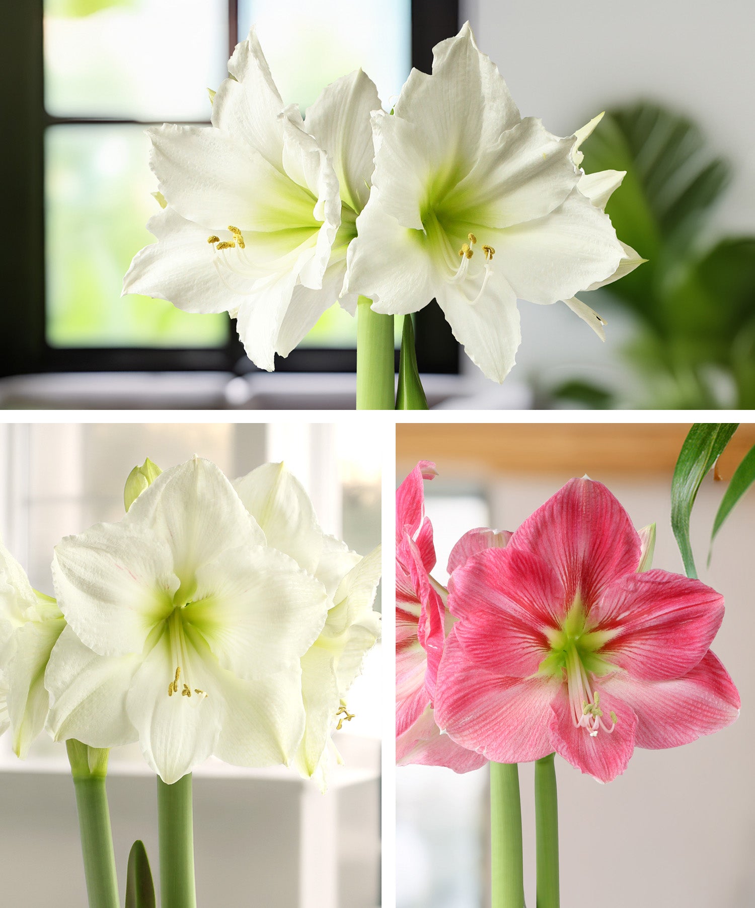 Amaryllis 3-Pack: Pink/White/White