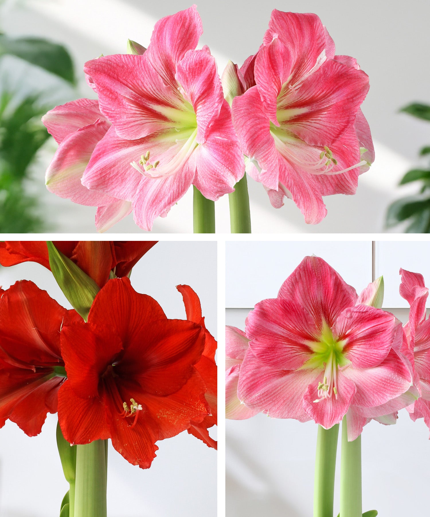 Amaryllis 3-Pack: Red/Pink/Pink