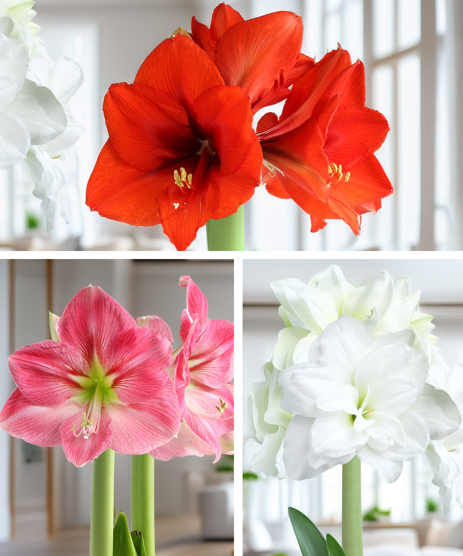Amaryllis 3-Pack: Red/Pink/White