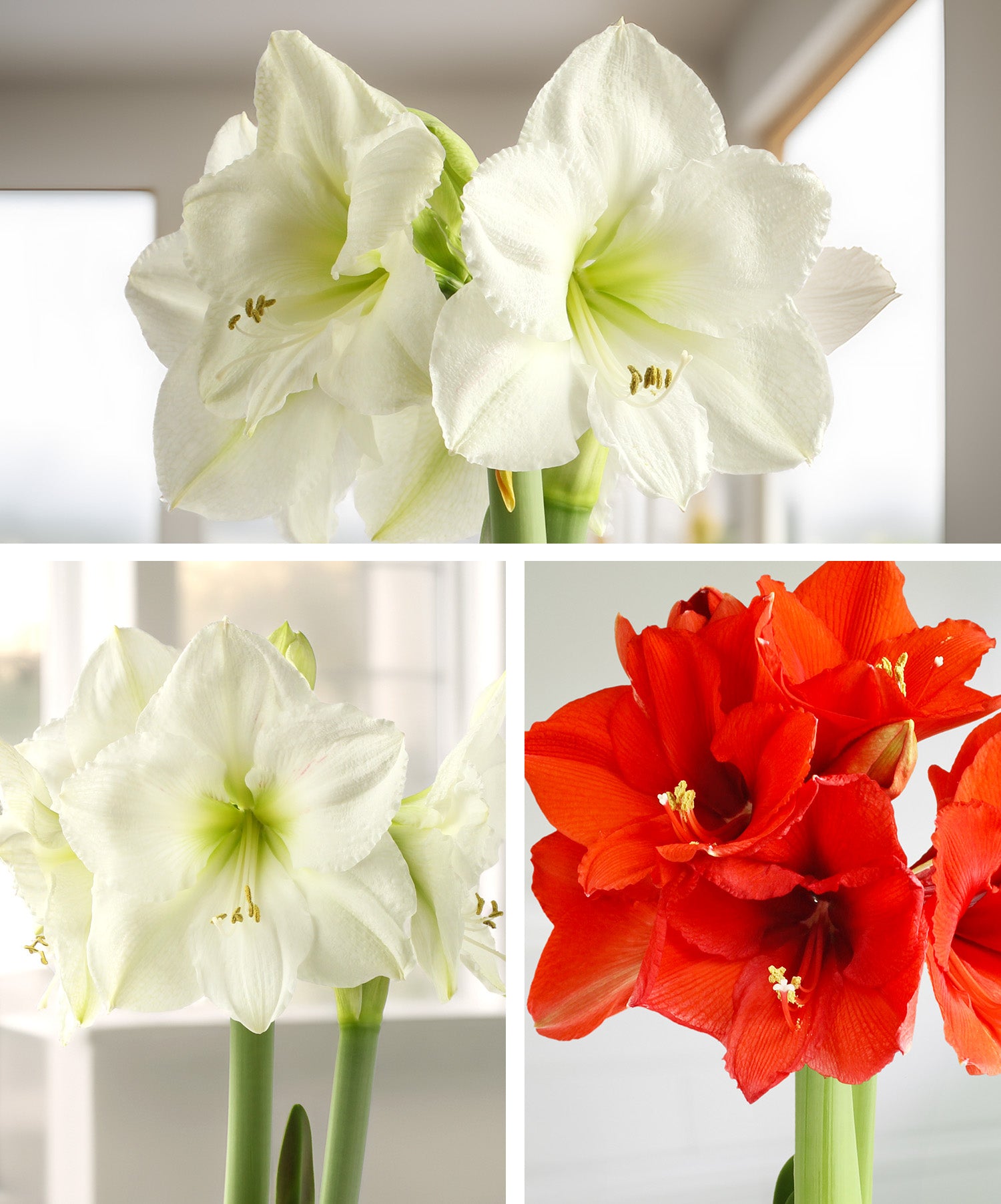 Amaryllis 3-Pack: Red/White/White
