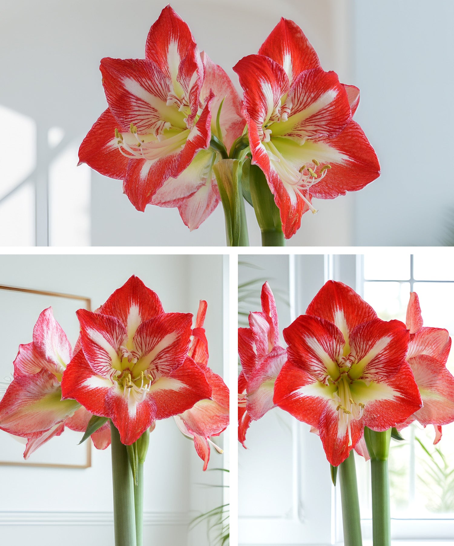 Amaryllis 3-Pack: Red/White