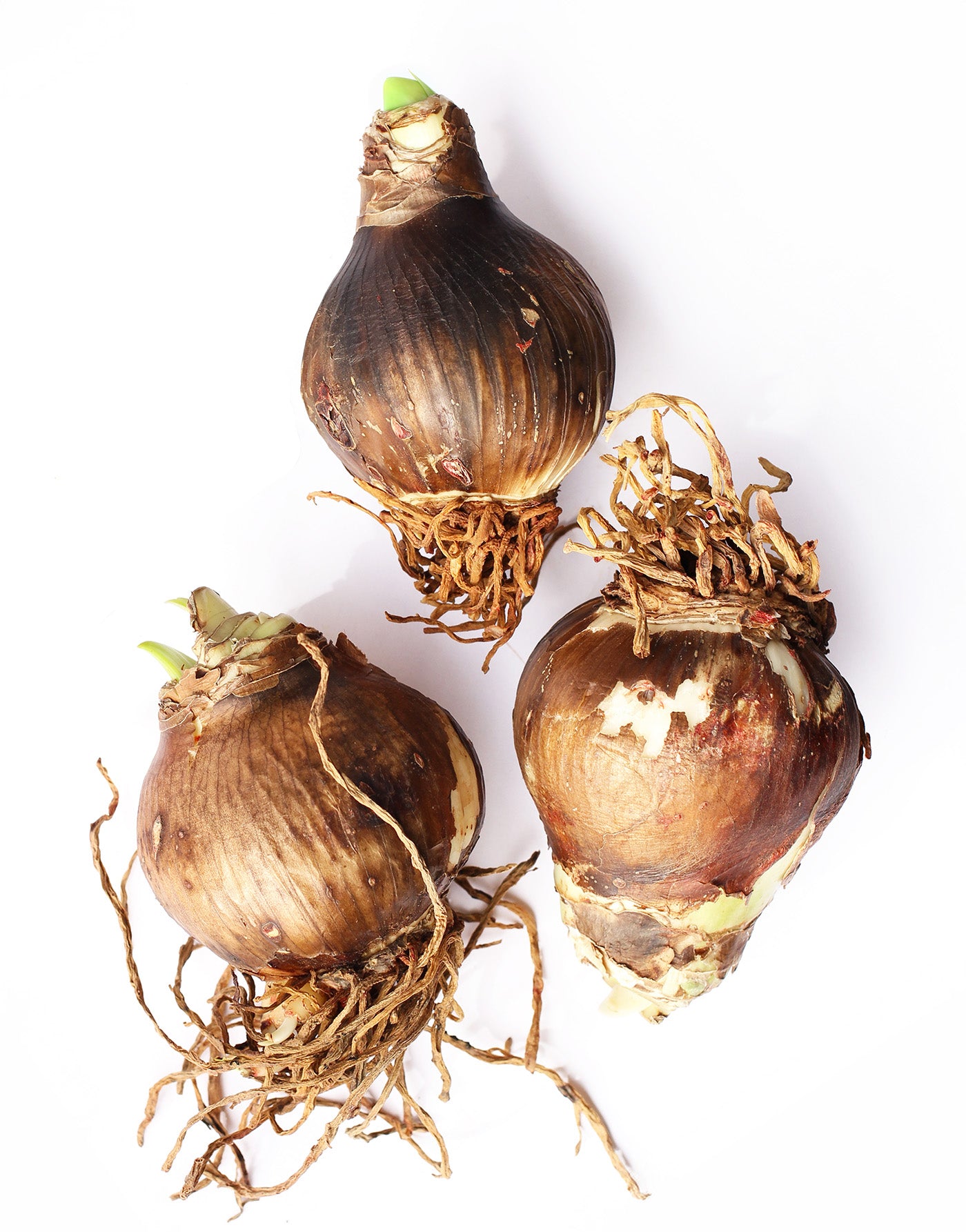 3-pack-of-red-amaryllis