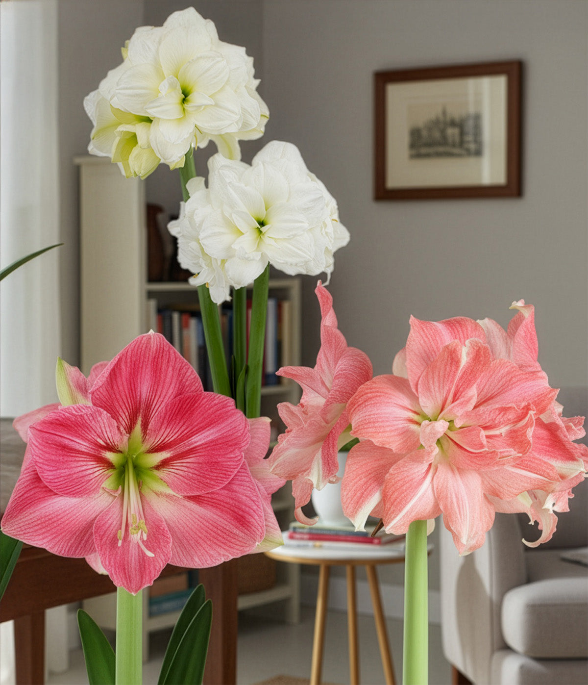 Lightly Sprouted Amaryllis 3‑Pack, Mixed Colors