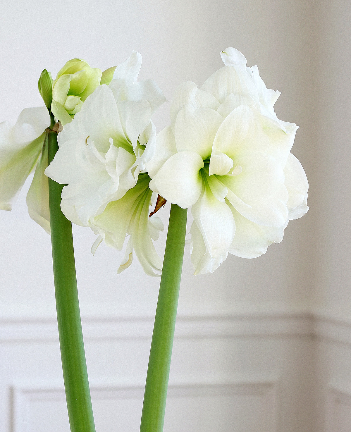 Alfresco® Sonata Amaryllis