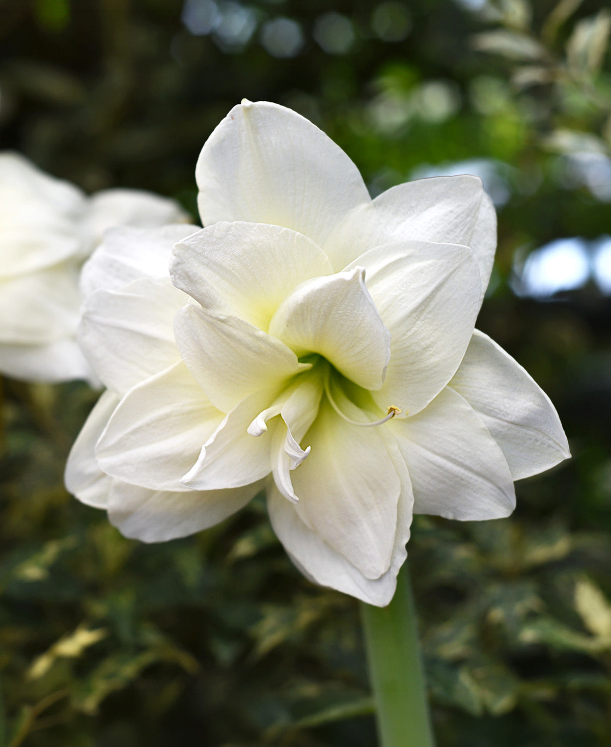 Alfresco® Sonata Amaryllis