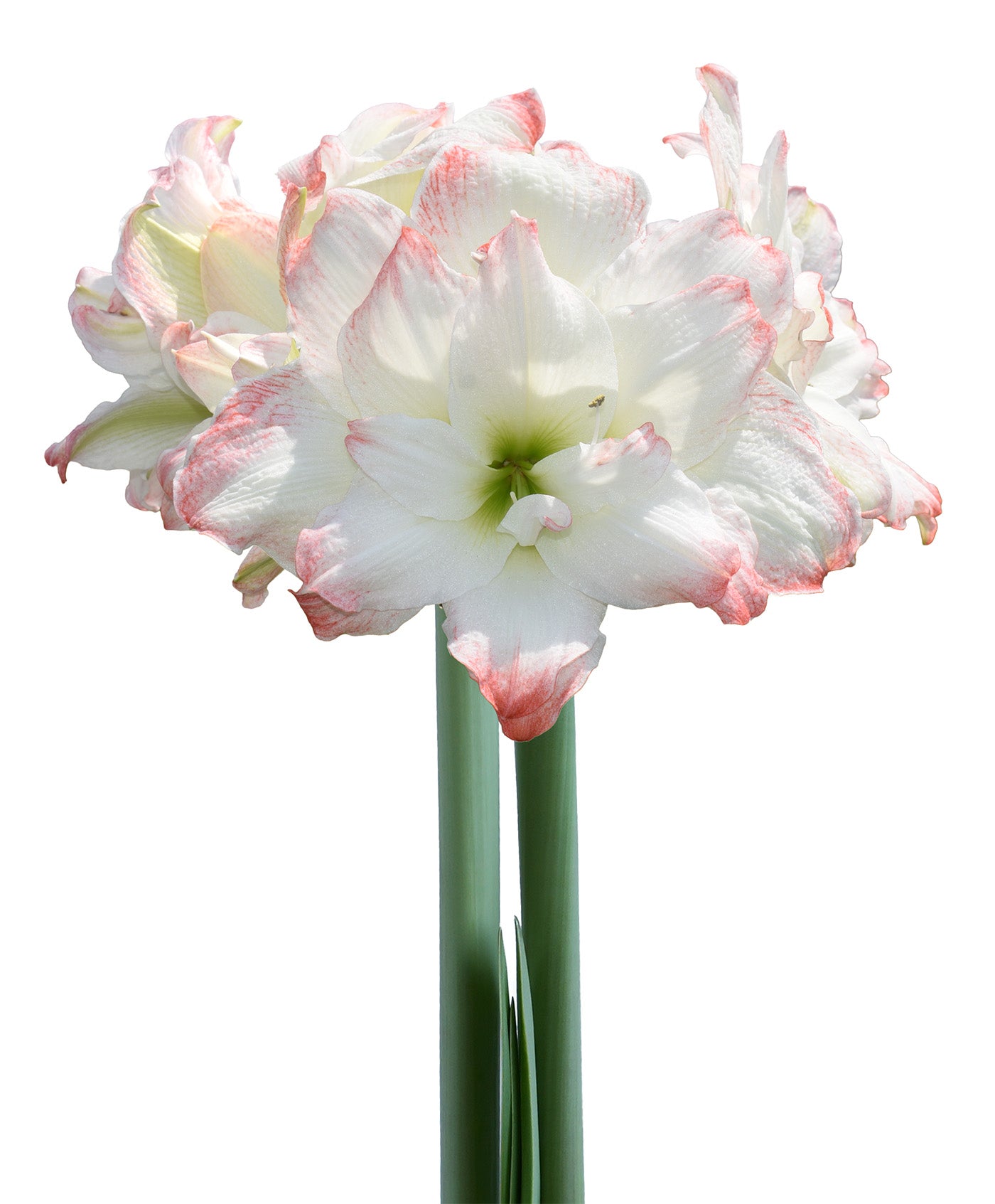Amadeus Amaryllis - 28-32 cm bulb