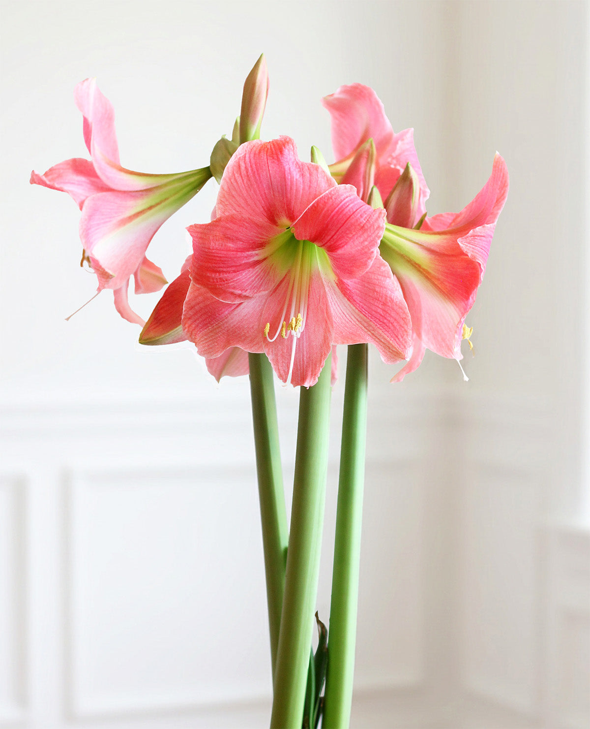 Amalfi® Sonata Amaryllis - 20-24 cm bulb