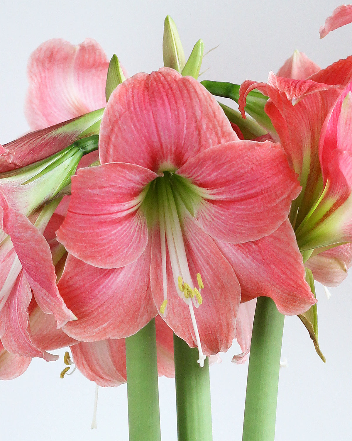 Amalfi® Sonata Amaryllis - 20-24 cm bulb